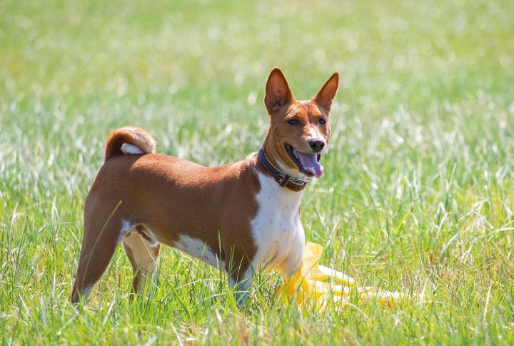 Basenji