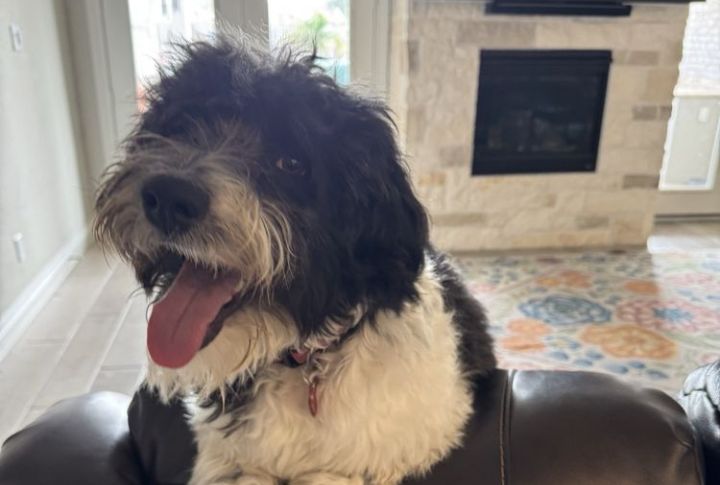 Herding Instincts May Show