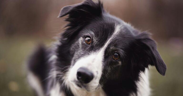 10 Moments Dogs Acted Like They Knew Exactly What They Were Doing