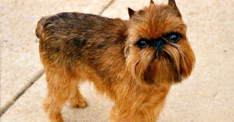 10 Adorable Traits Of A Brussels Griffon Dog