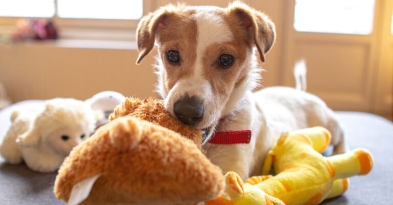 10 Ways Dogs Spend Their Time Alone At Home