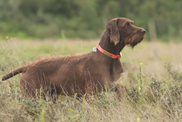 10 Tips To Turn Your Pudelpointer Into A Field-Ready Pro