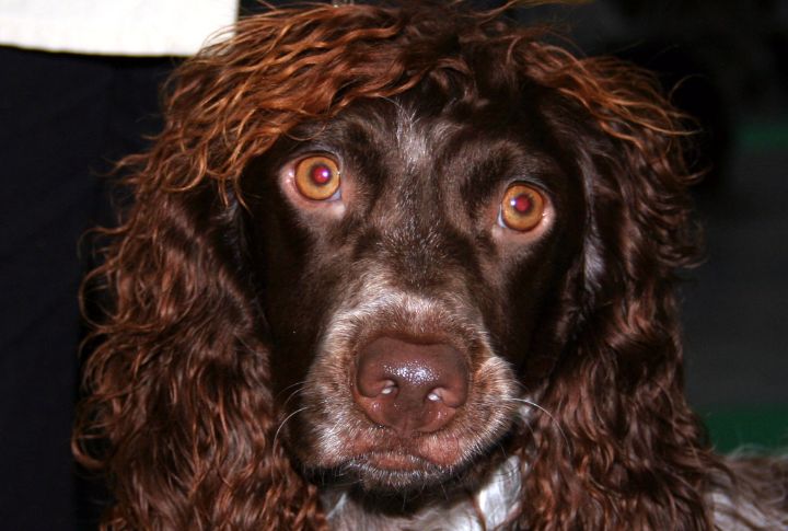 All You Can Know About The Pont-Audemer Spaniel, The Gundog