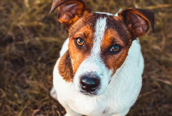Merle Patterns And Dual-Eye Colors