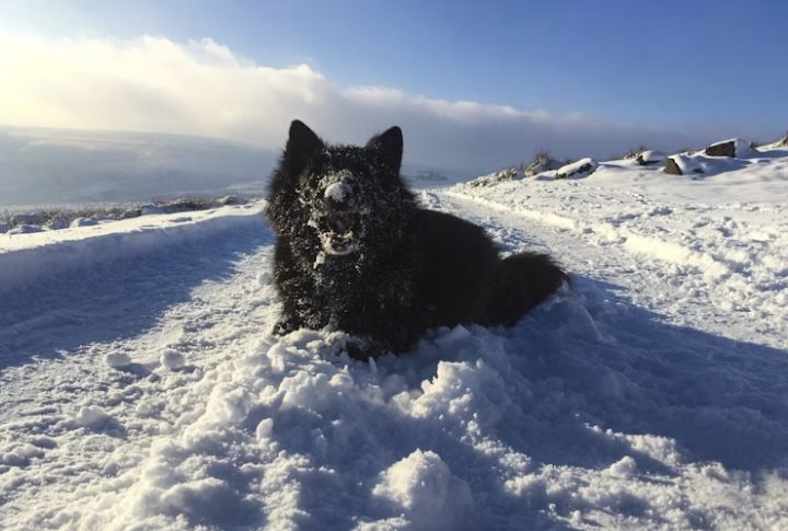 They’re Natural Snow Navigators