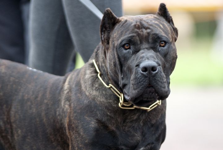 How The Presa Canario Earned Its Fearsome Reputation