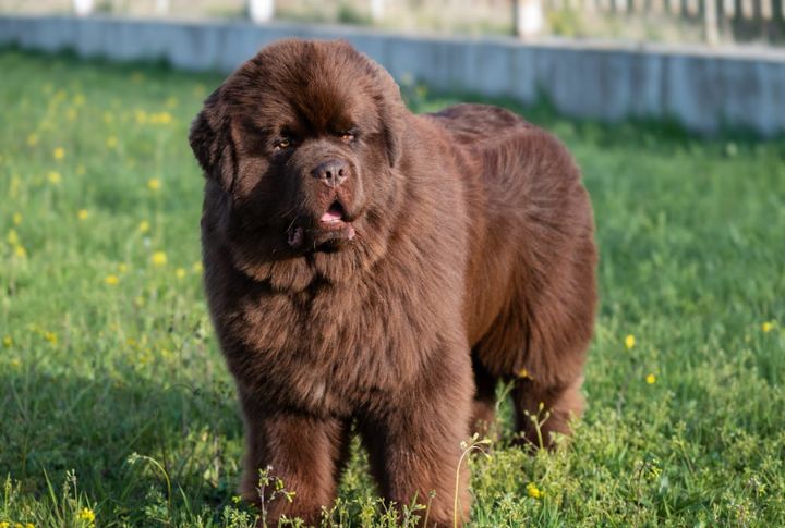 10 Surprising Facts You Might Not Know About The Mighty Newfoundland