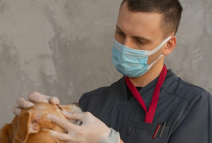 Prone To Hip And Eye Issues