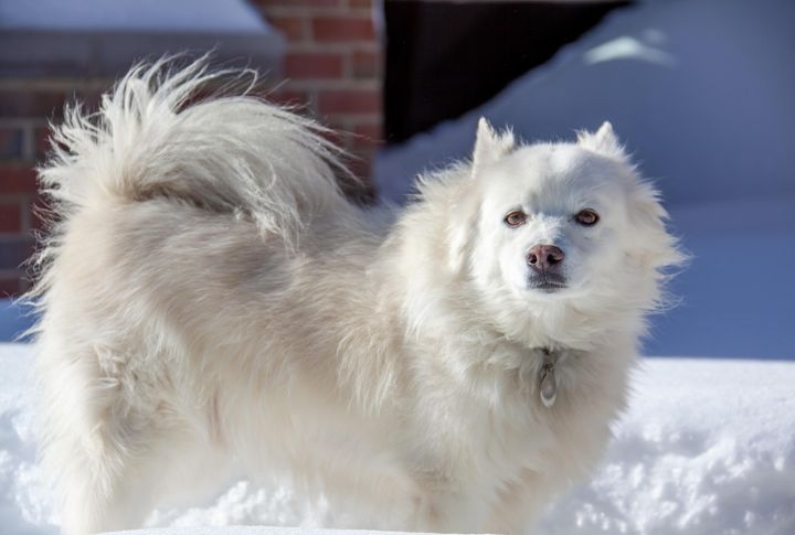 American Eskimo Dog