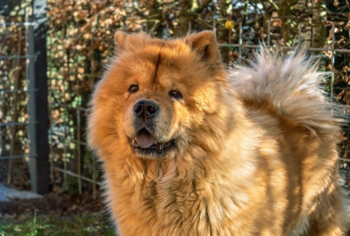 Chow Chow