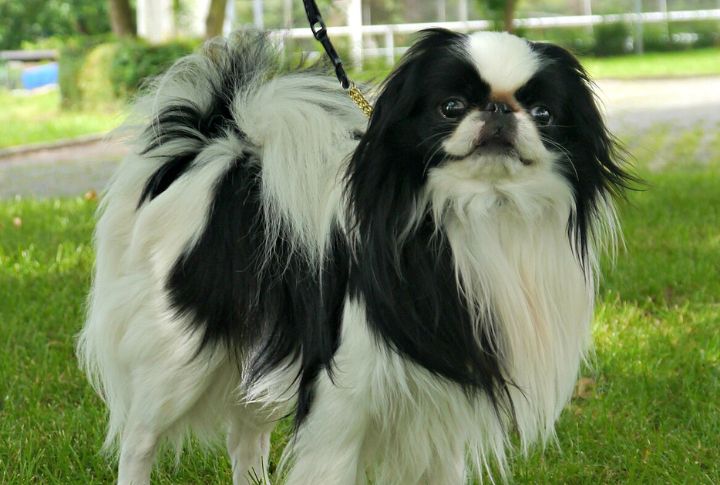 Japanese Chin