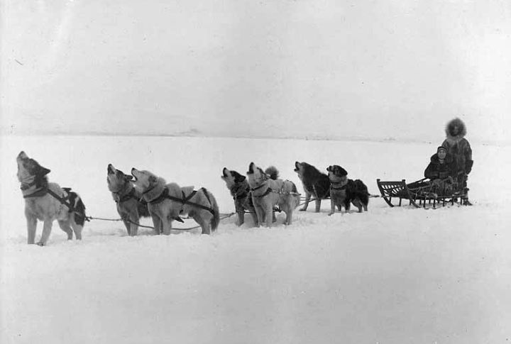 Alaskan Malamute Historical Origin