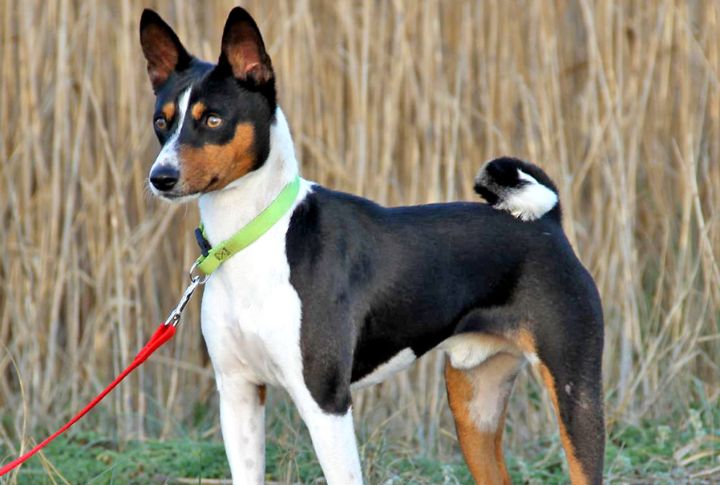 Basenji