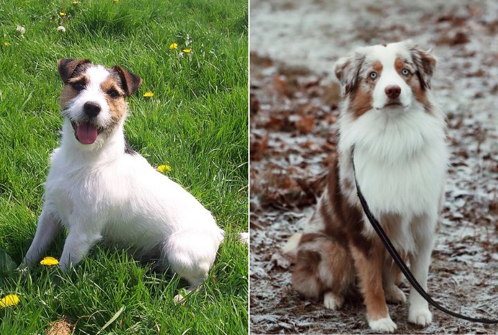 Born From Two High-Drive Working Breeds