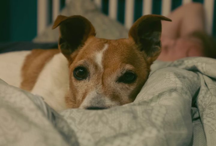 Highly Intelligent But Easily Bored