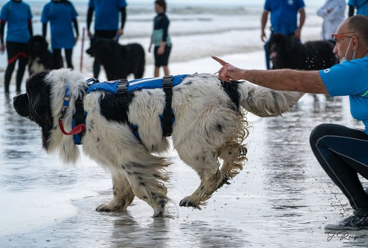 They Are Among The Best Avalanche Rescuers