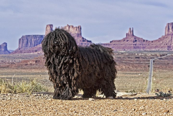 Origin And Historical Role In Hungary