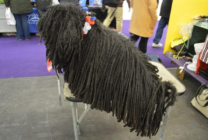 Corded Coat Biology And Development