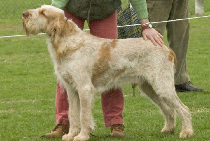 Common Hip And Elbow Dysplasia Risks