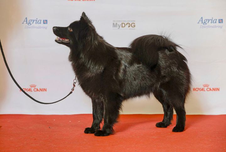 Their Coat Is Naturally Dirt-Repellent