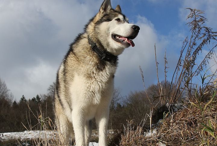Physical Distinction From Huskies