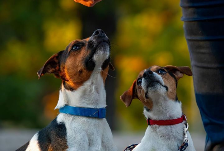 Independent Nature With A Stubborn Streak