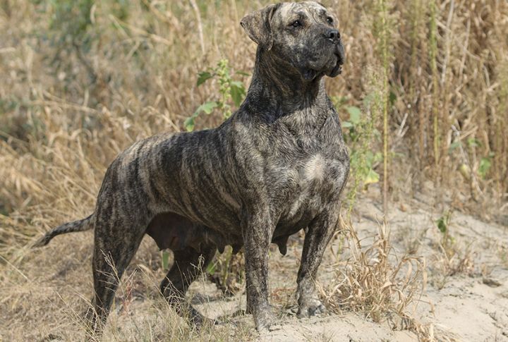 Presa Makes A Comeback