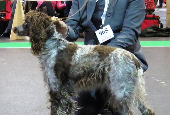 Breed Recognition And Classification