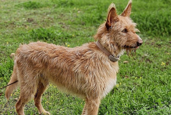 Wire Coat