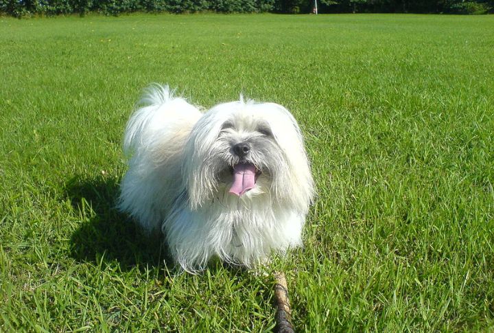 Coton De Tulear