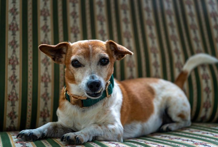 Shedding Ranges From Manageable To Heavy