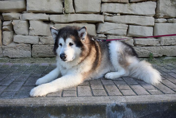 Coat Characteristics