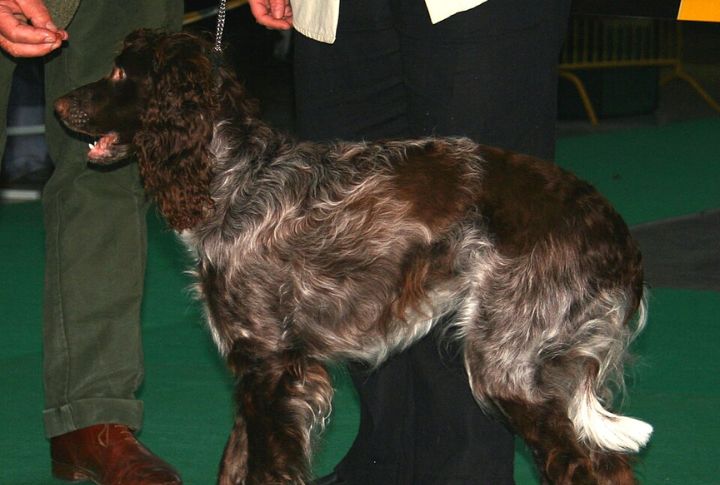 Distinctive Coat And Coloration