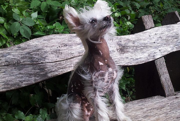 Chinese Crested (Hairless)