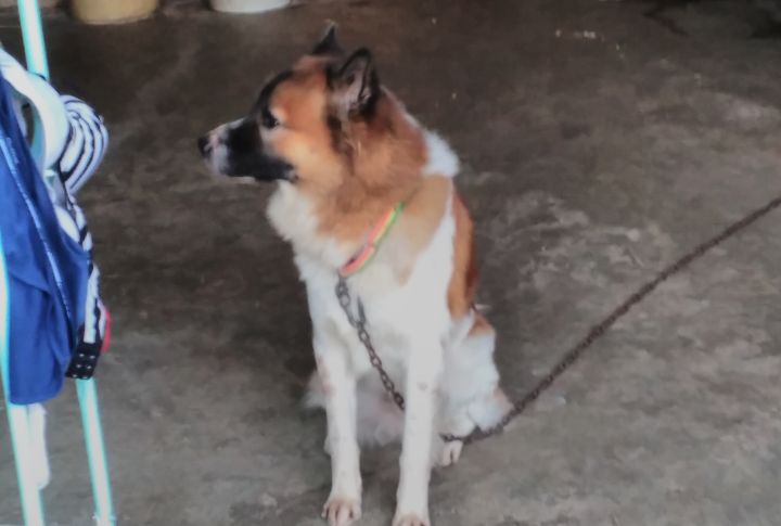 Natural Guarding Instincts And Territorial Behavior
