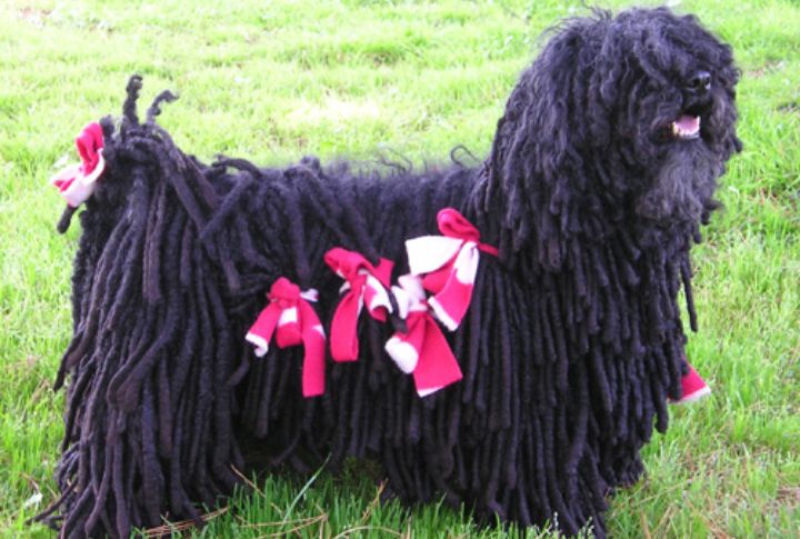 Grooming And Coat Maintenance Techniques