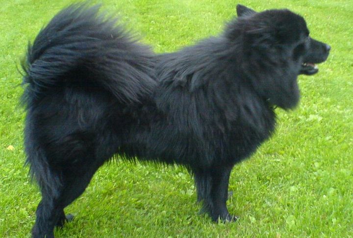 Their Fur Changes Color With Age