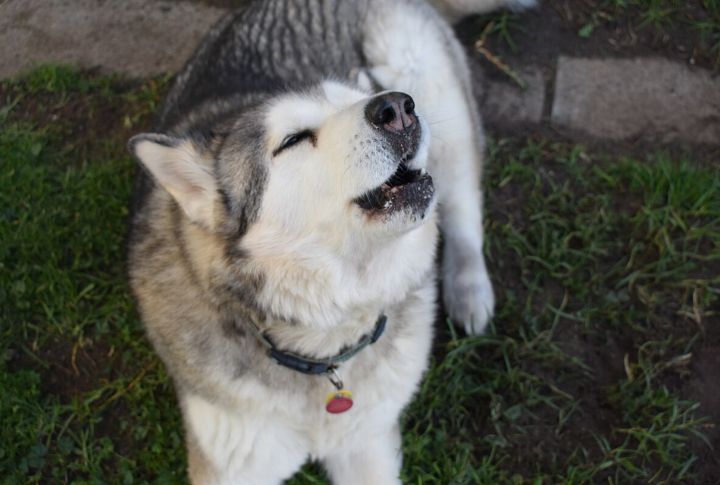 Vocalizations Beyond Barking
