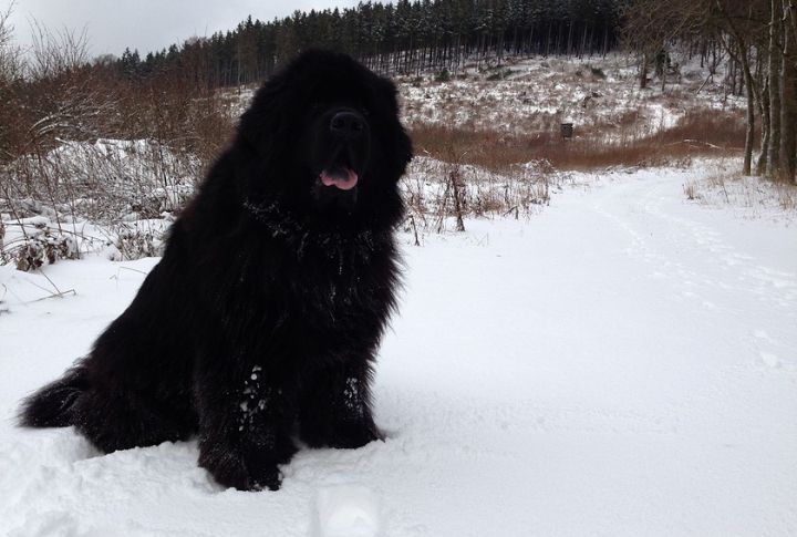 They Can Be The Ideal Winter Mobility Partner