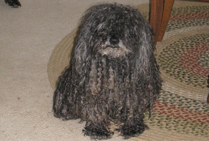 General Health And Lifespan