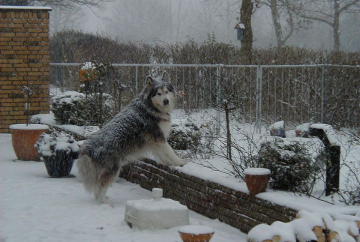 Expert Digging Behavior