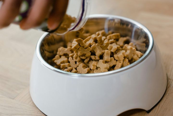 Nutrition For Large, Active Dogs