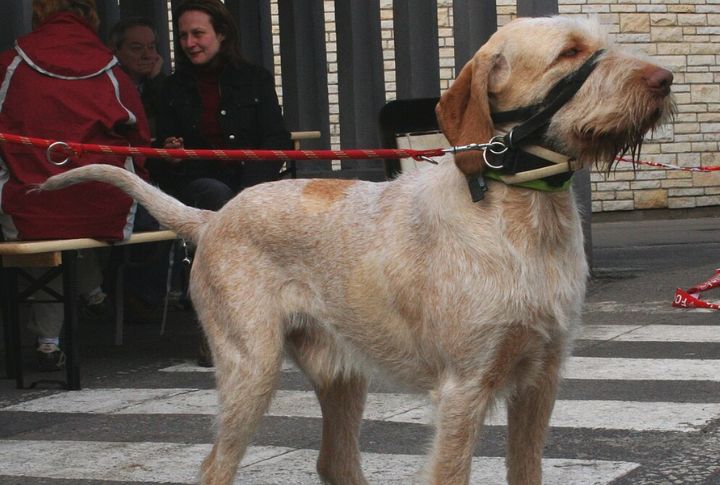 Training And Socialization For A Gentle Temperament