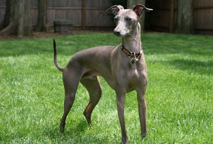 Italian Greyhound