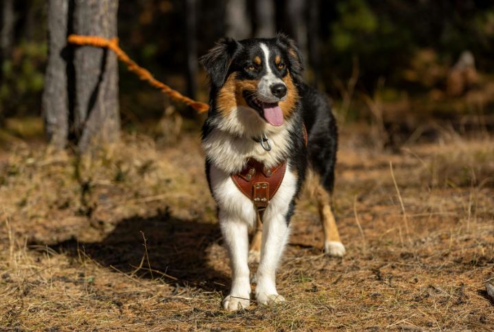 Thrives In Outdoor-Oriented Families