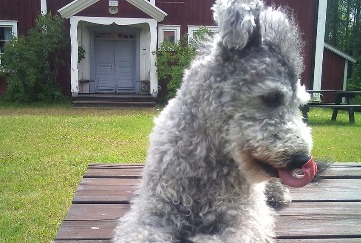 Rare Outside Hungary