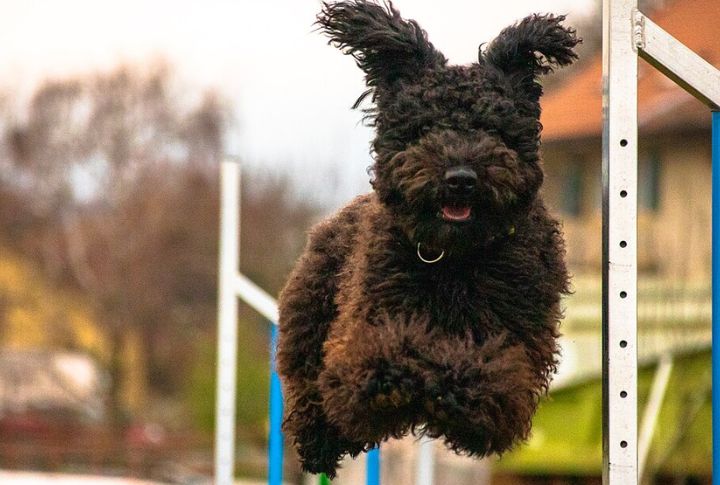 10 Things That Make The Hungarian Pumi A True Standout