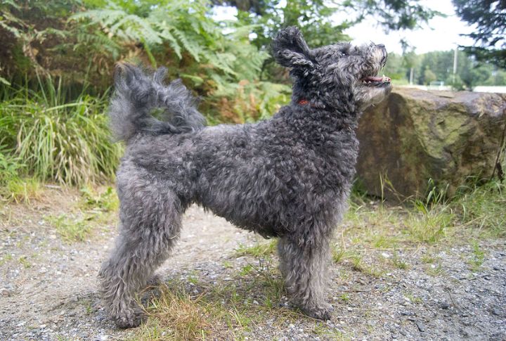 Expressive Communicators