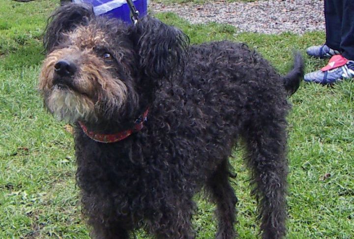 They Herd Literally Everything