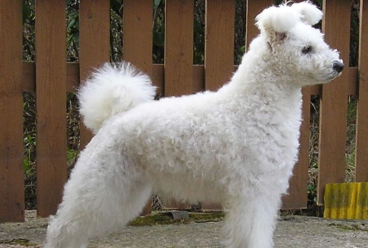 Curly, Low-Shedding Coats